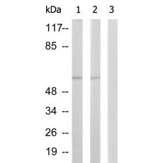 兔抗PAK2(Phospho-Ser141)多克隆抗體