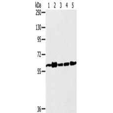 兔抗TRIM45多克隆抗體