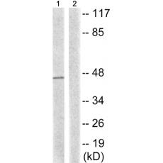 兔抗NCF1(Phospho-Ser345)多克隆抗體