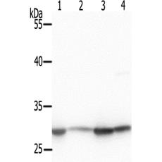 兔抗PHB(Phospho-Tyr253)多克隆抗體