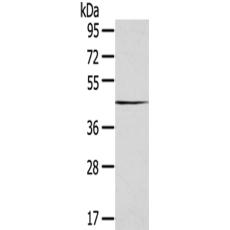 兔抗SEPTIN2多克隆抗體  