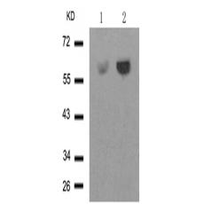 兔抗SRC (Phospho-Tyr529)多克隆抗體