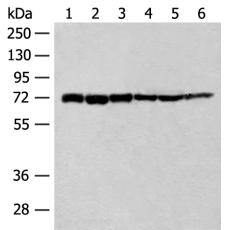 兔抗TCF25多克隆抗體