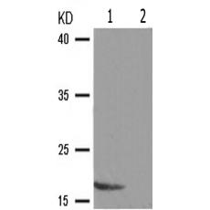 兔抗PIN1(Phospho-Ser16)多克隆抗體