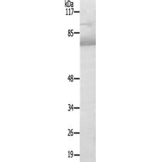 兔抗MAK(Ab-159)多克隆抗體