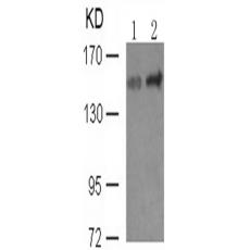 兔抗PLCG1 (phospho-Tyr771)多克隆抗體