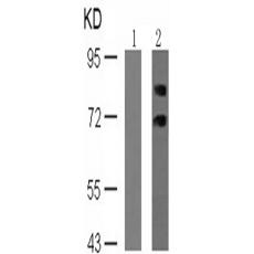 兔抗RPS6KB1 (Phospho-Ser411)多克隆抗體    