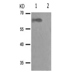 兔抗RELA(Phospho-Ser281) 多克隆抗體  