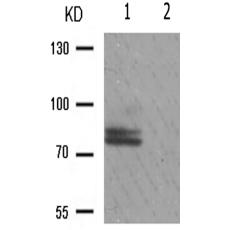 兔抗PRKCZ(Phospho-Thr560)多克隆抗體