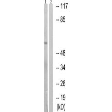 兔抗PAK1(Phospho-Ser199)多克隆抗體 