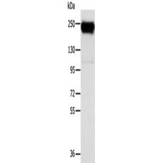  兔抗RRBP1多克隆抗體   