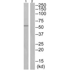 兔抗TPH2(Phospho-Ser19) 多克隆抗體 