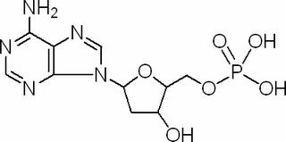 脫氧腺苷單磷酸
