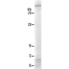 兔抗TUBGCP6多克隆抗體   