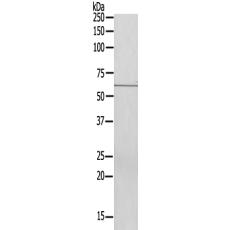 兔抗U69多克隆抗體