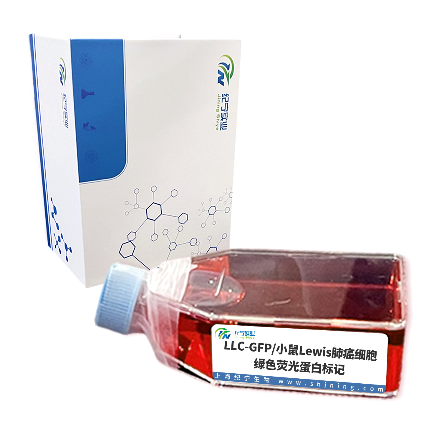 LLC-GFP/小鼠Lewis肺癌細(xì)胞-綠色熒光蛋白標(biāo)記