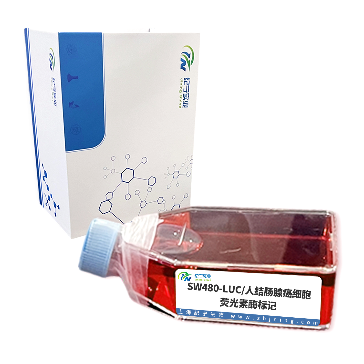 SW480-LUC/人結(jié)腸腺癌細胞-熒光素酶標記