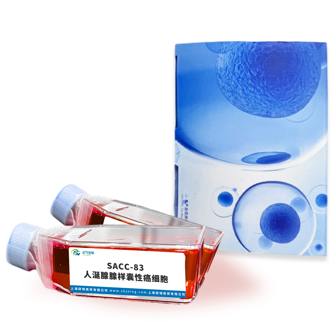 SACC-83人涎腺腺樣囊性癌細(xì)胞