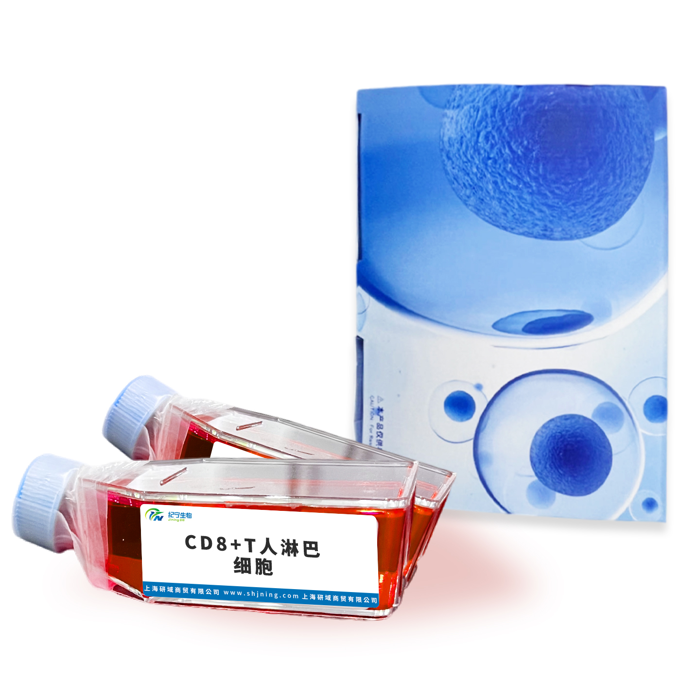 CD8+T人淋巴細胞