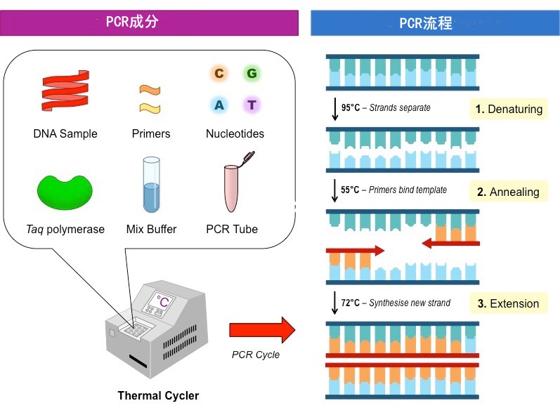 PCR